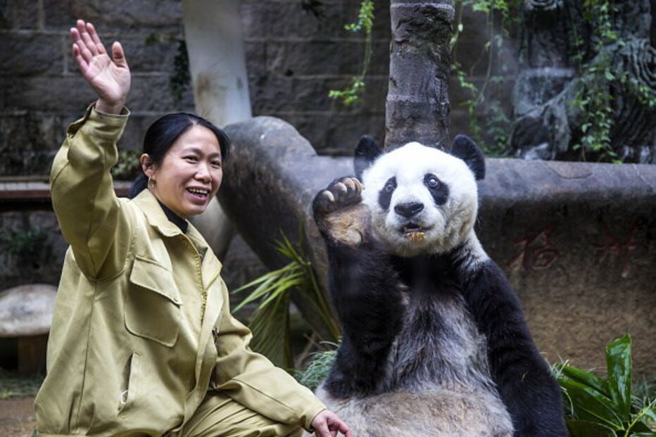 Morreu Basi, o panda gigante mais velho do mundo