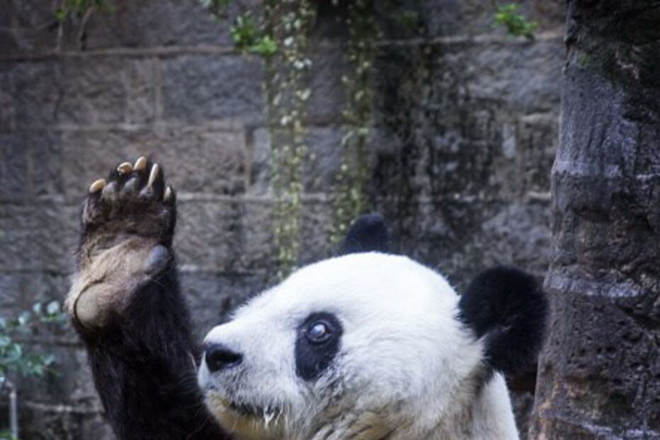 Morreu Basi, o panda gigante mais velho do mundo