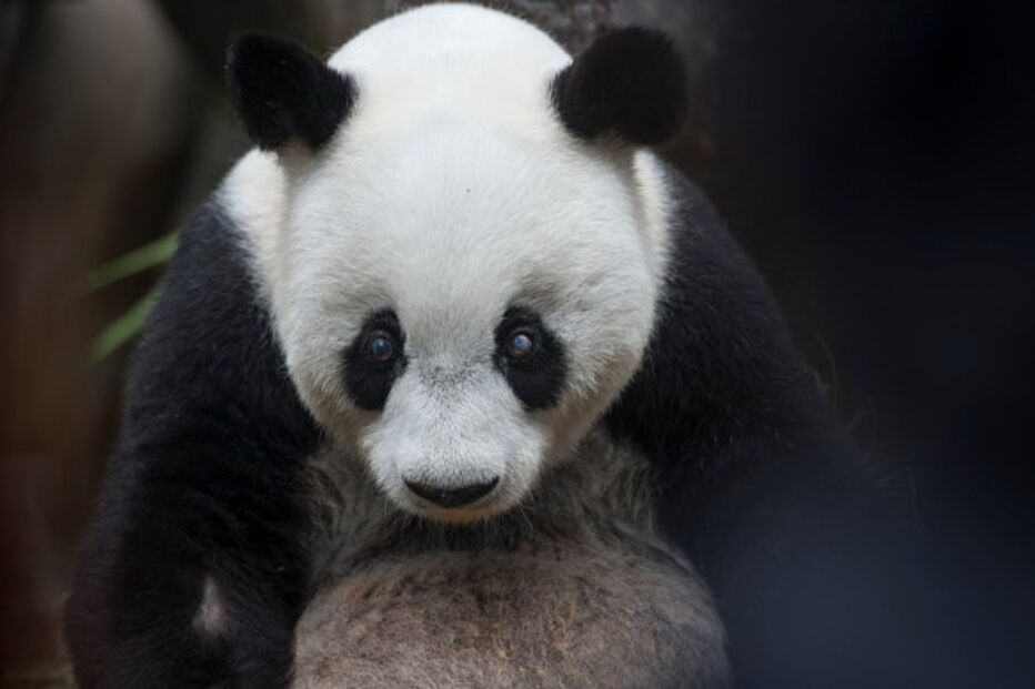 Morreu Basi, o panda gigante mais velho do mundo
