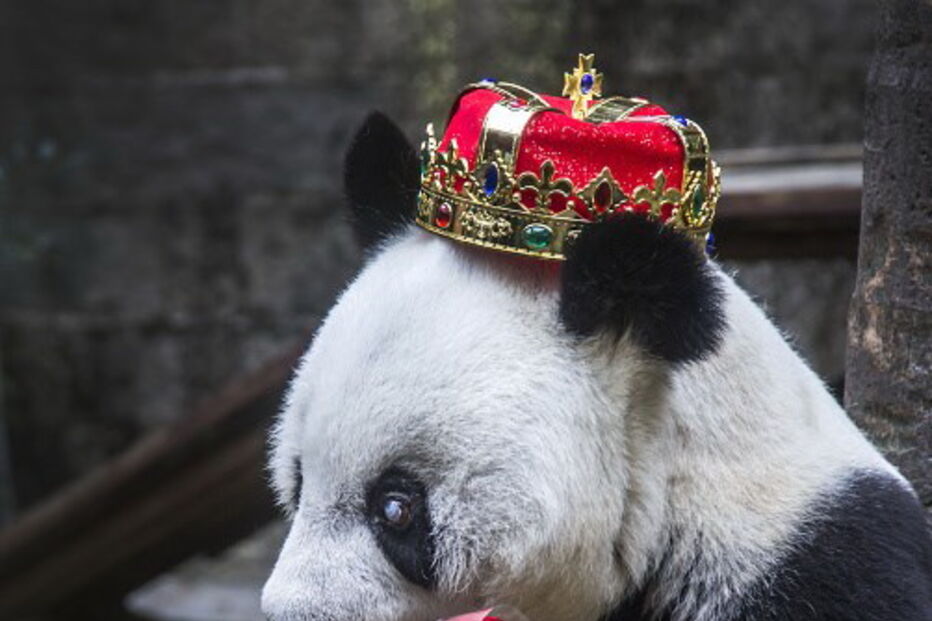 Morreu Basi, o panda gigante mais velho do mundo