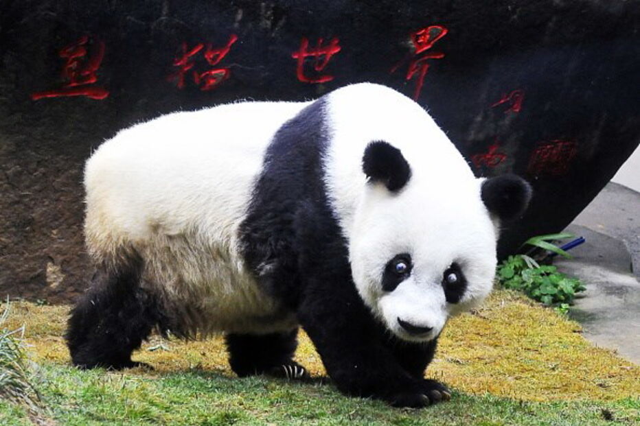 Morreu Basi, o panda gigante mais velho do mundo