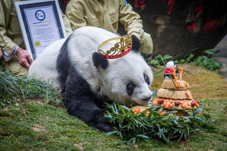 Morreu Basi, o panda gigante mais velho do mundo
