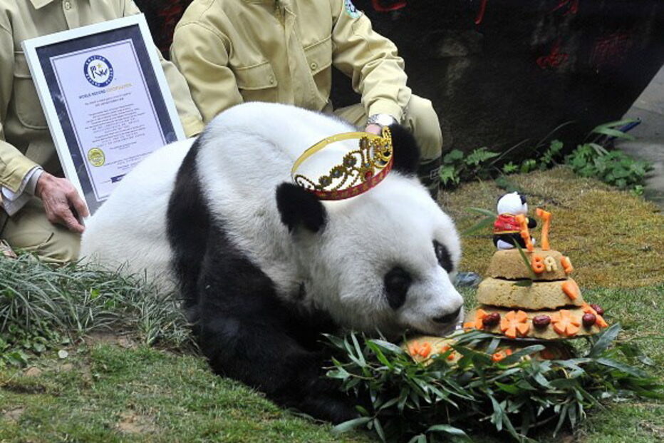 Morreu Basi, o panda gigante mais velho do mundo
