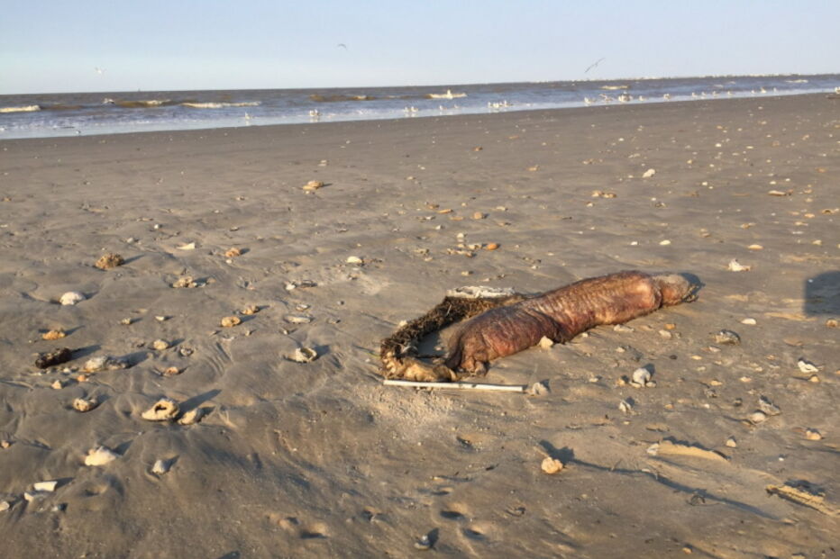 Estranha criatura do mar deu à costa no Texas