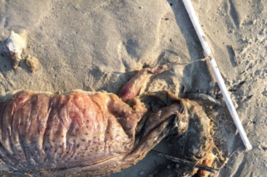 Estranha criatura do mar deu à costa no Texas