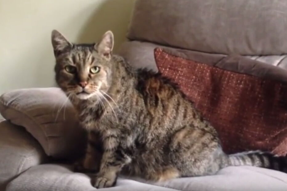 Morreu Nutmeg, o gato mais velho do mundo. Tinha 32 anos