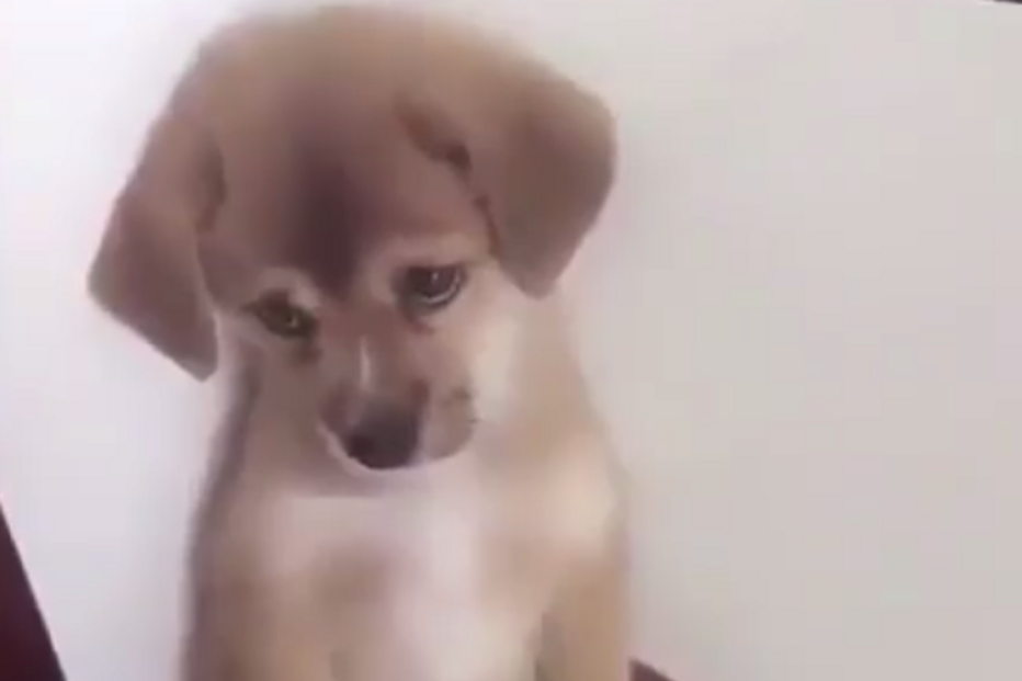 Vídeo de cão a ser repreendido torna-se viral
