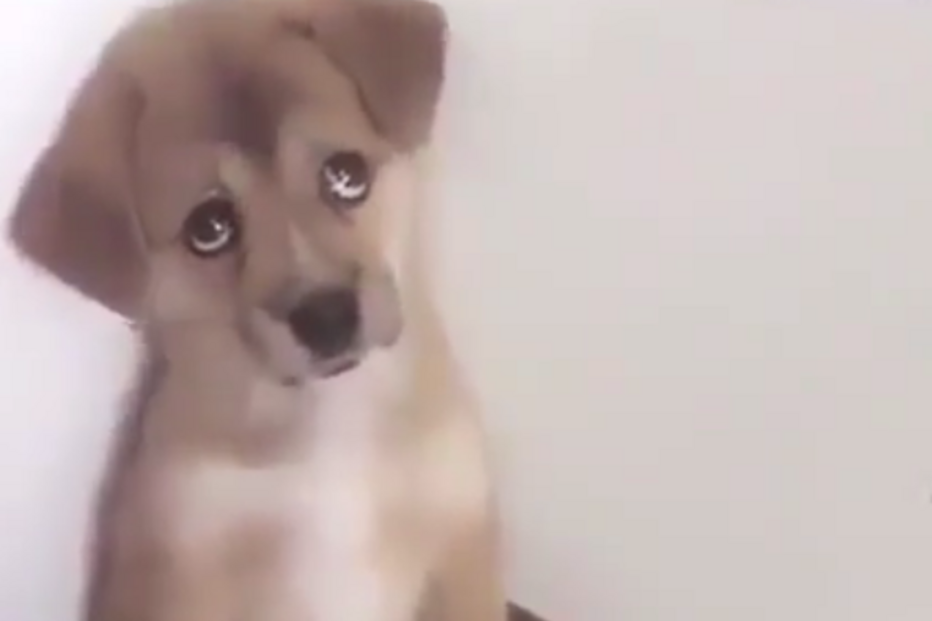 Vídeo de cão a ser repreendido torna-se viral
