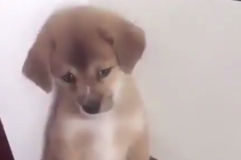 Vídeo de cão a ser repreendido torna-se viral
