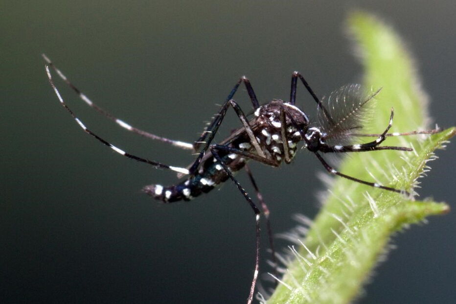 O mosquito Aedes Albopictus, transmissor do vírus da Dengue