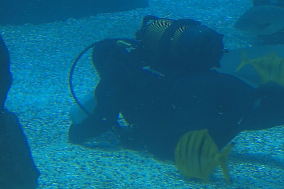 Biólogos mergulham no Oceanário para alimentar tubarões e raias