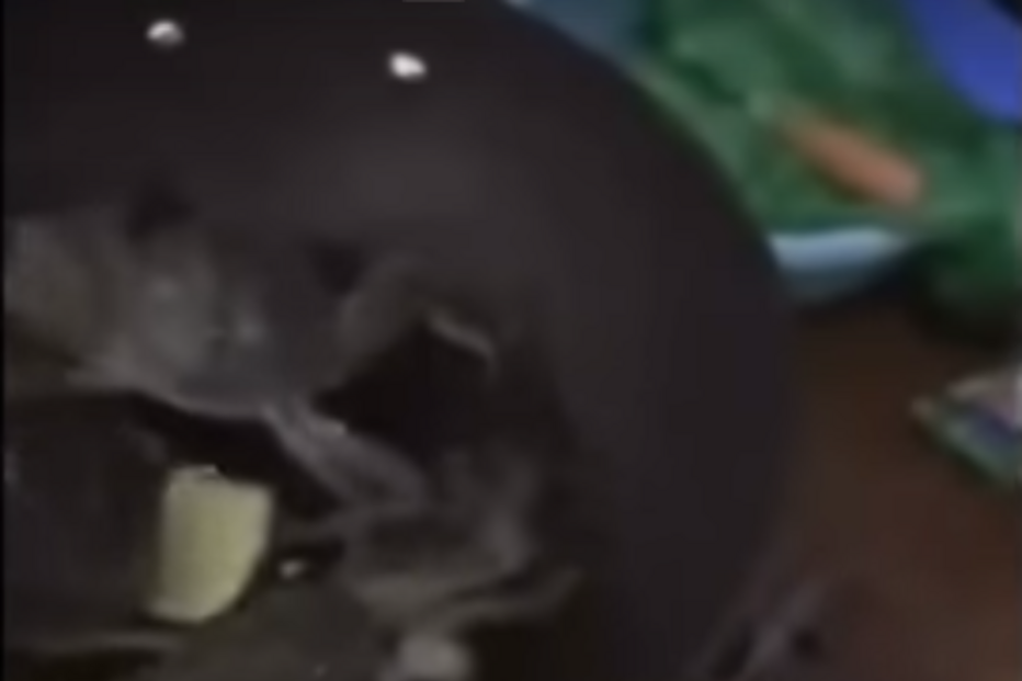 Caranguejo sai da frigideira e salva 'amigos' de serem cozinhados