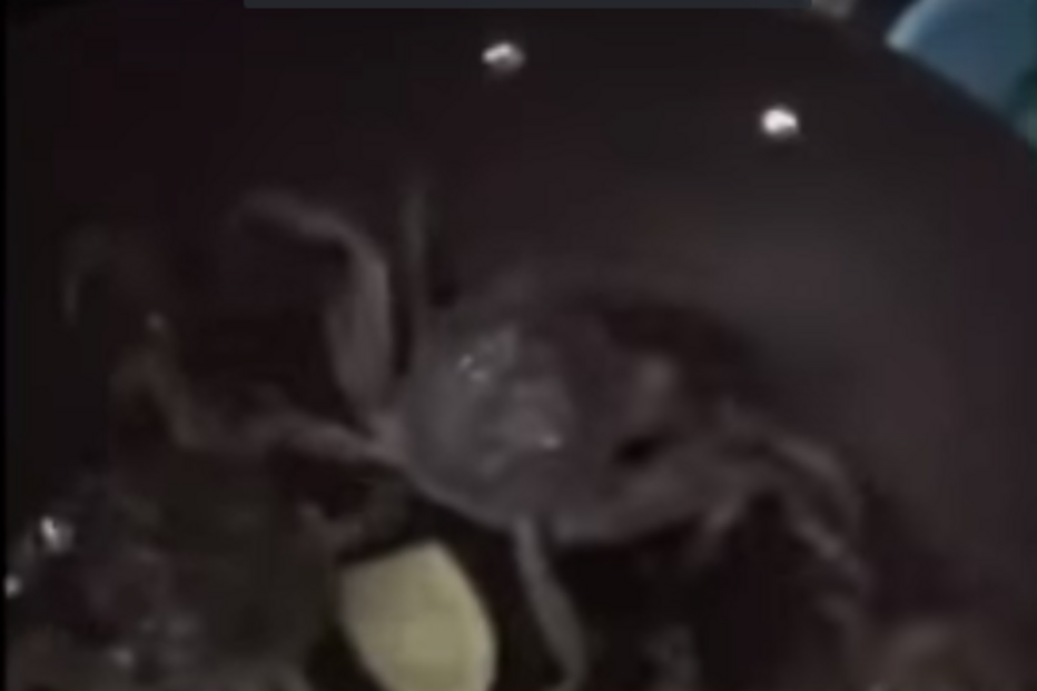 Caranguejo sai da frigideira e salva 'amigos' de serem cozinhados