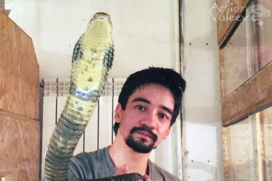 Arslan Valeev, encantador de serpentes, mostrou-se a ser mordido por uma cobra