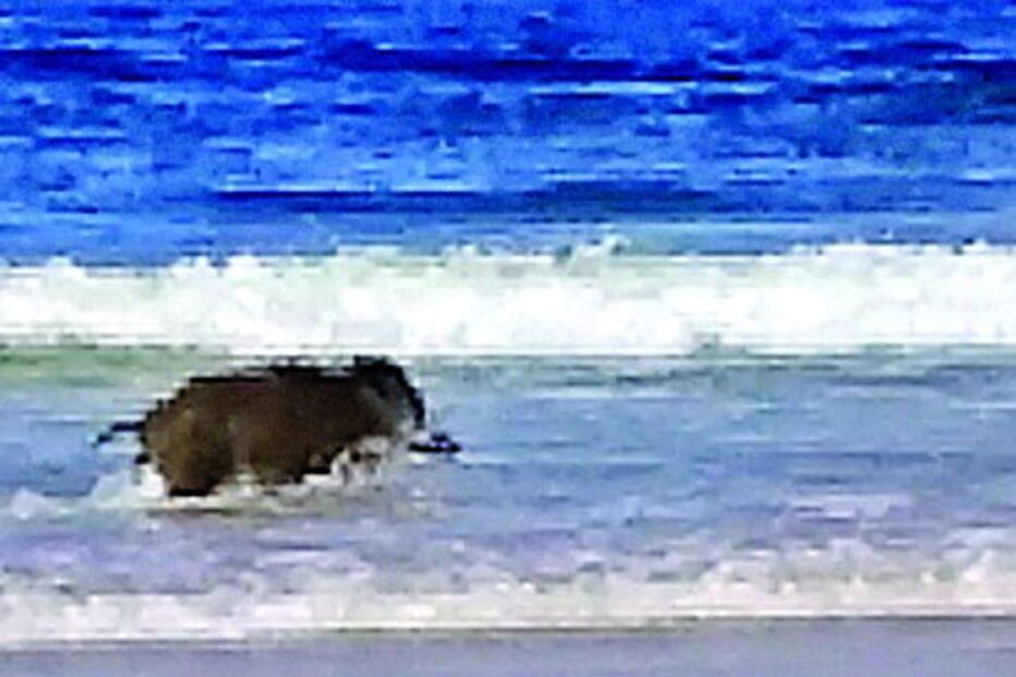 Javali já a salvo no areal da praia 