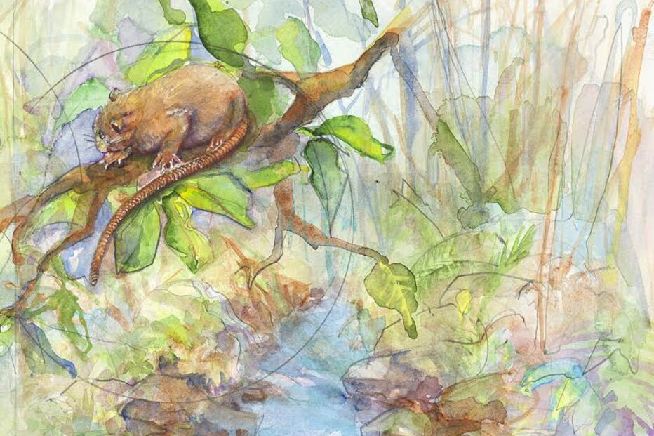 Uromys vika, o rato que vive nas árvores das ilhas Salomão