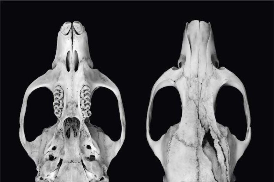 Uromys vika, o rato que vive nas árvores das ilhas Salomão