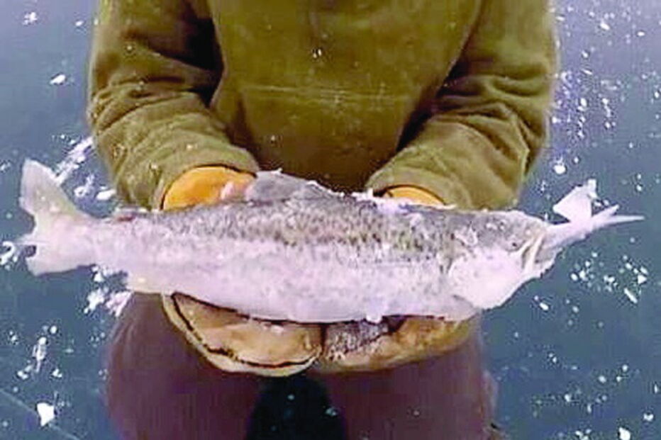 Truta congelada com peixe na boca