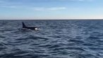 Orcas atacam veleiro ao largo da Fonte da Telha