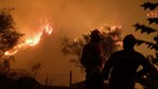 Fogo destruiu dez casas e 70 a 80% da floresta de Carregal do Sal