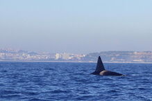 Orcas filmadas ao largo da Costa de Caparica