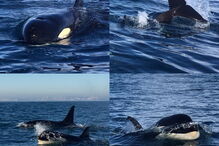 Orcas filmadas ao largo da Costa de Caparica