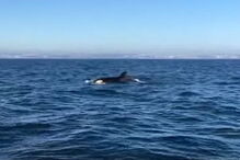 Orcas filmadas ao largo da Costa de Caparica