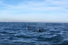 Orcas filmadas ao largo da Costa de Caparica