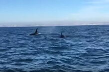 Orcas filmadas ao largo da Costa de Caparica