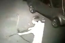 Homem foi filmado a matar cão e a livrar-se do cadáver do animal