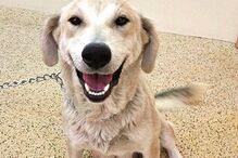 Cão resgatado no centro de recolha de animais em Mirandela