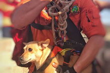 Bombeiros salvam cão de um poço