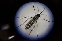 Mosquito Aedes albopictus