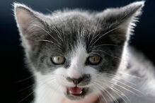 Califórnia proíbe venda de cães e gatos em lojas de animais