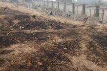 Cantinho da Lili, abrigo de animais