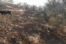 Cantinho da Lili, abrigo de animais