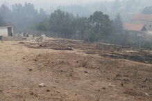 Cantinho da Lili, abrigo de animais
