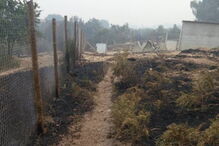 Cantinho da Lili, abrigo de animais