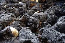 Oliveira do Hospital, incêndios