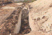 Animais queimados nos incêndios de outubro de 2017