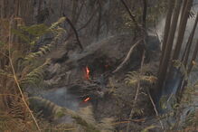 Devastação do Pinhal de Leiria indigna população 