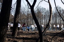 Incêndios, Portugal, Manifestação Silenciosa, Lisboa, Viseu, Porto, Braga, Marinha Grande, Bragança