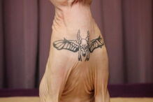 Modelo Elena Ivanickaya acusada de tortura depois de mostrar gato a ser tatuado nas redes sociais