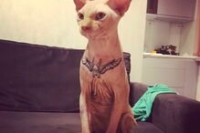 Modelo Elena Ivanickaya acusada de tortura depois de mostrar gato a ser tatuado nas redes sociais