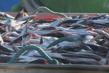 Norte e centro do País interditos à sardinha