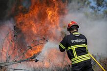 testemunhos, pinhal de leiria, fogo, incêndios,