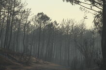 Cidadãos reclamam maior envolvimento no Pinhal de Leiria