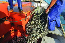 Dados podem ser usados na pesca   