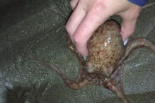 Polvos saem do mar nas praias de Gales