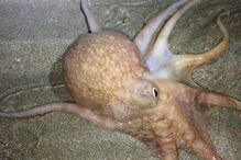 Polvos saem do mar nas praias de Gales